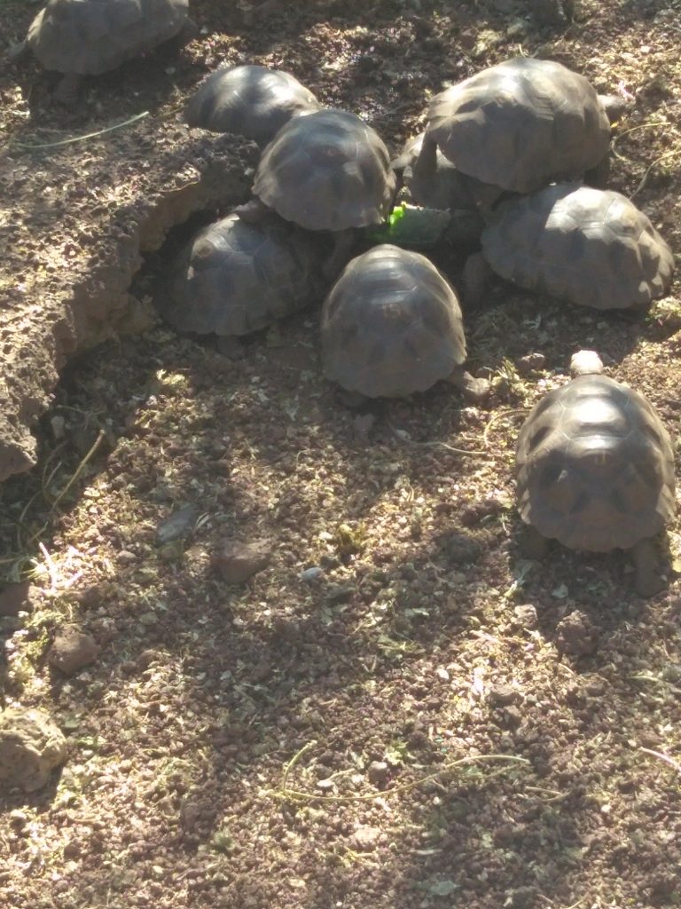 Galapagos tortoises at lunch