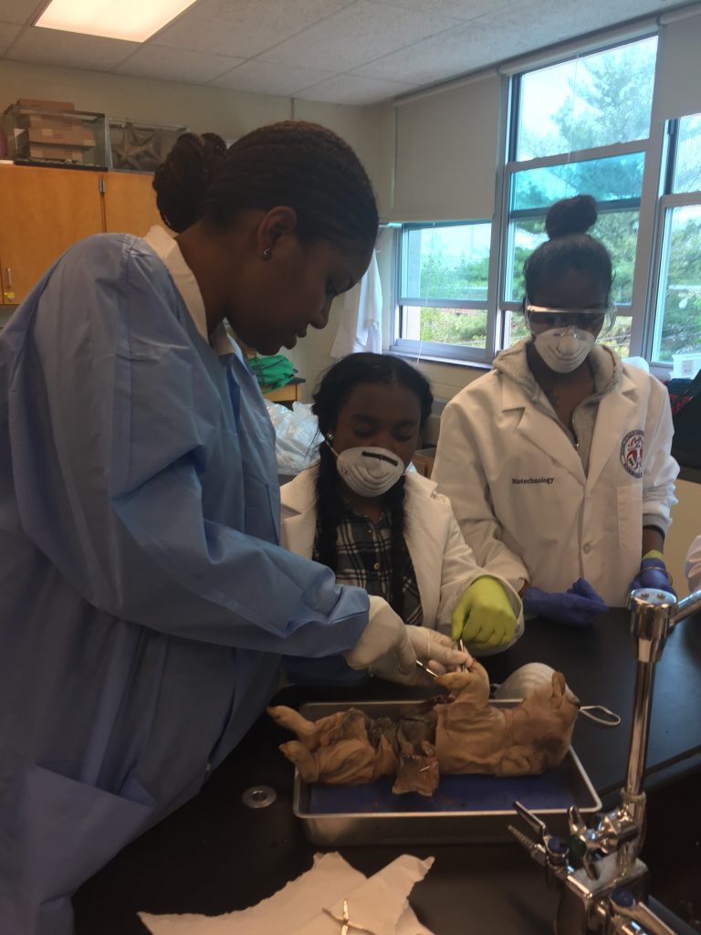 Pig Dissections – Academies at Roxborough